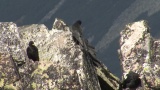 Video of Yellow-billed Chough - Yellow-billed Chough fly in the sky in Bulgarian mountains